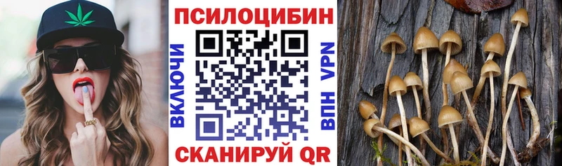 где найти   Кадников  Галлюциногенные грибы Psilocybe 